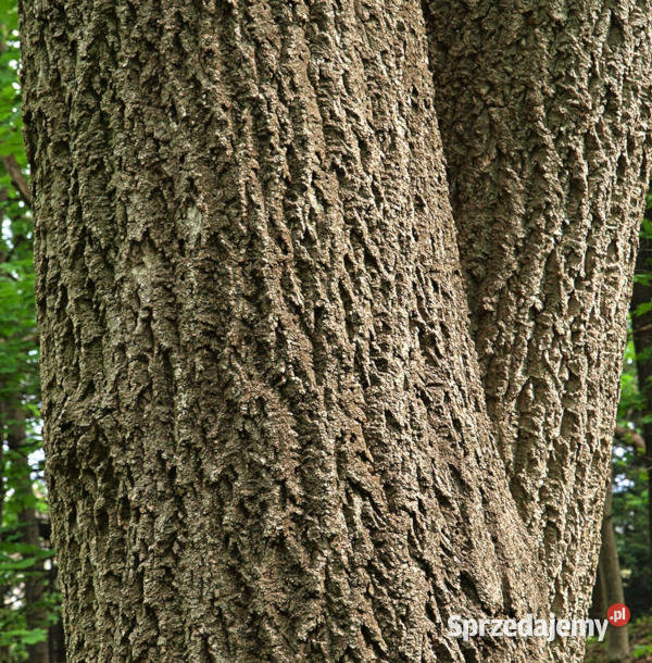 JESION CZARNY Fraxinus sadzonki w doniczkach Ustronie sprzedam