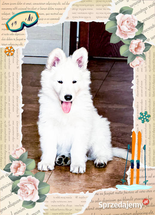 Biały Owczarek Szwajcarski Nowe Prażuchy sprzedam