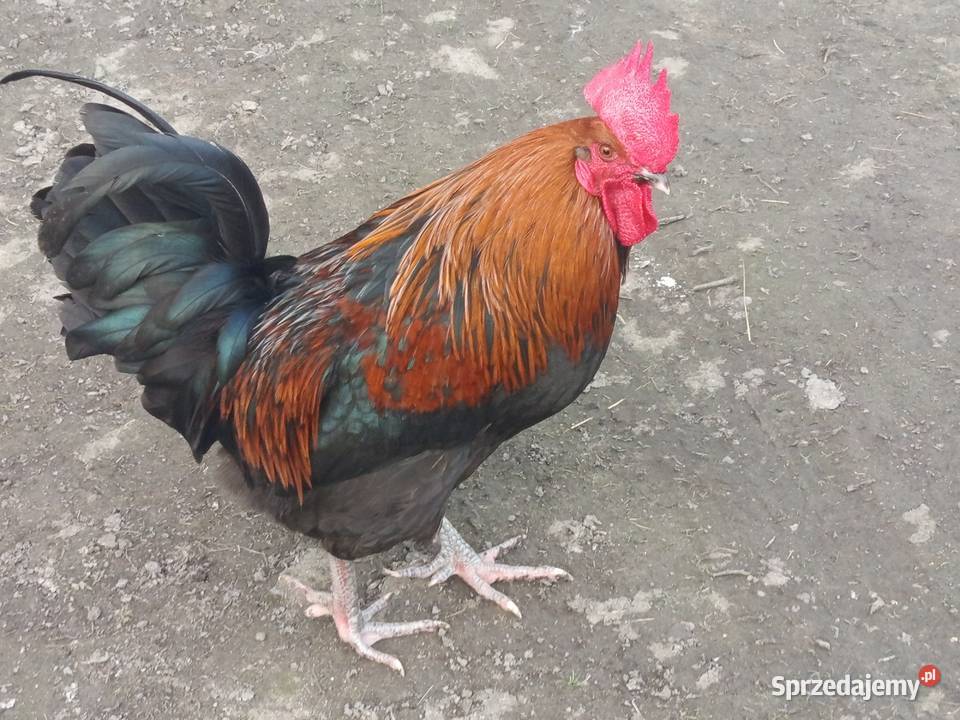 Koguty Frydrychowice sprzedam