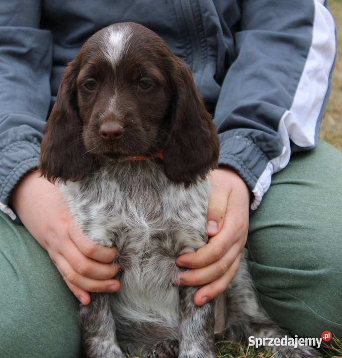 Polski Spaniel Myśliwski warmińsko-mazurskie