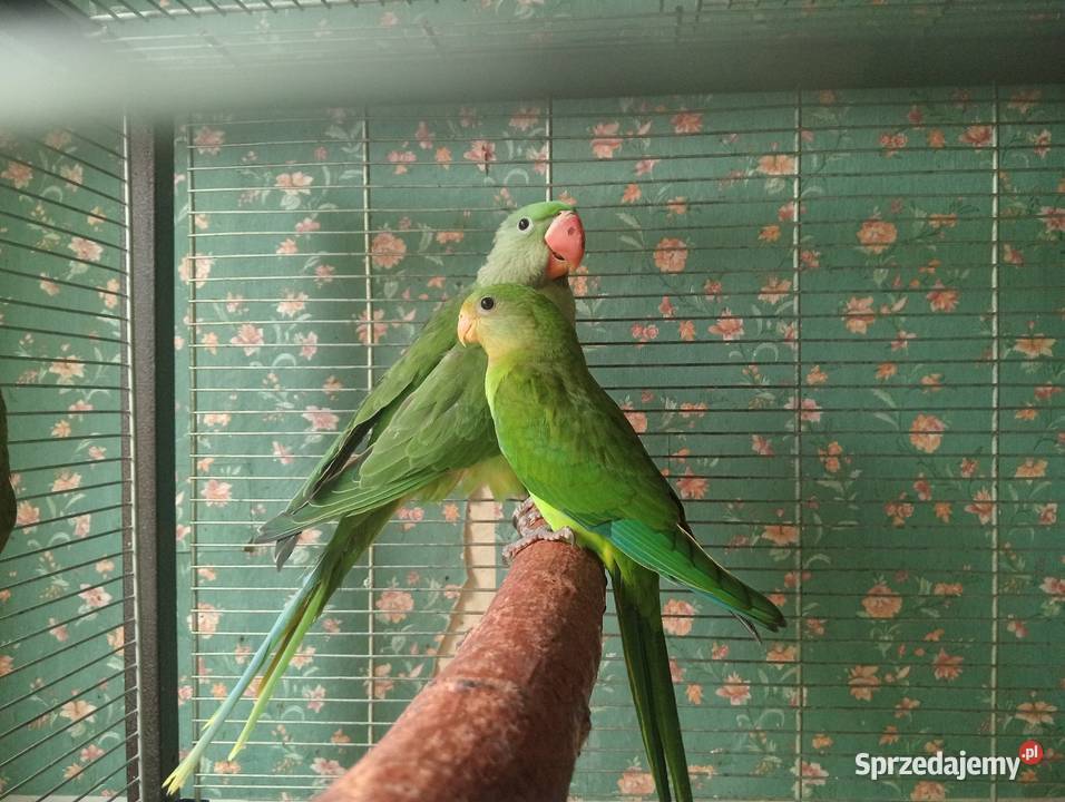Papugi tarczowe barabandy Ostrzeszów