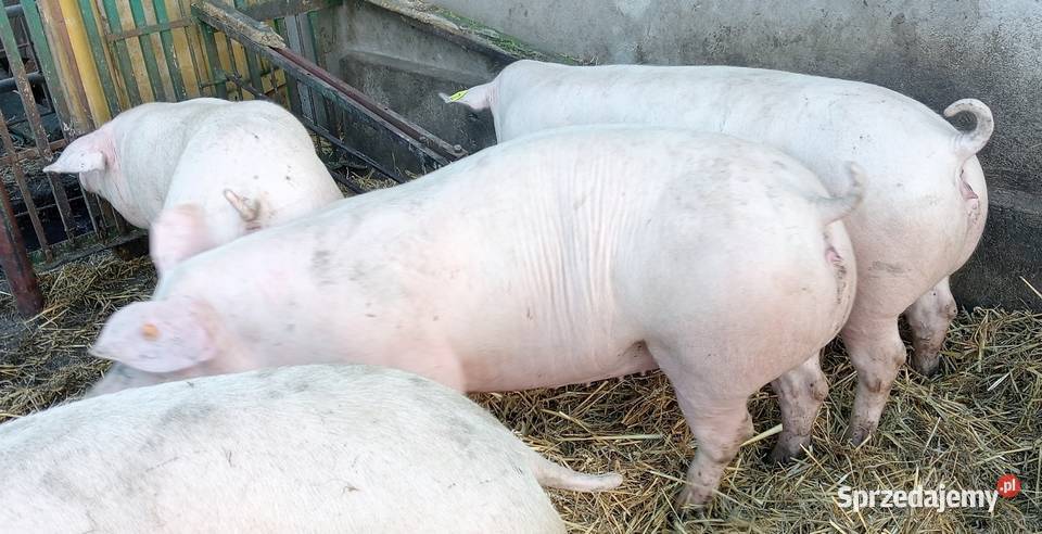 lOSZKI PROŚNE PBZ POLSKA BIAŁA ZWISŁOUCHA wielkopolskie Strzałkowo