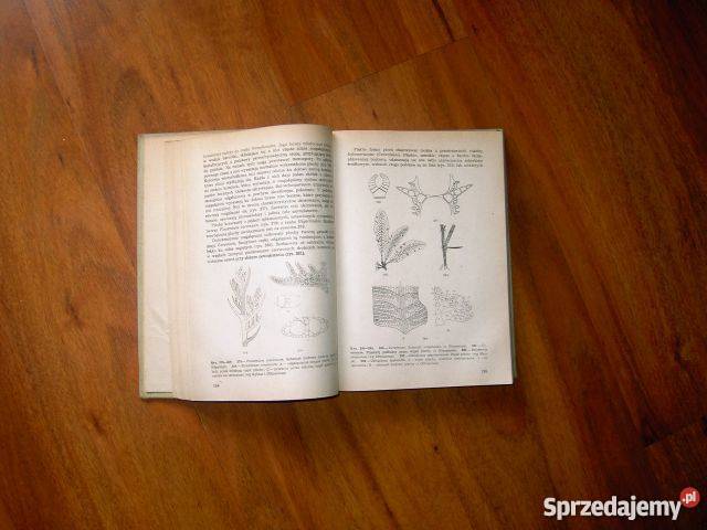 ROŚLINY ZARODNIKOWE Bytom