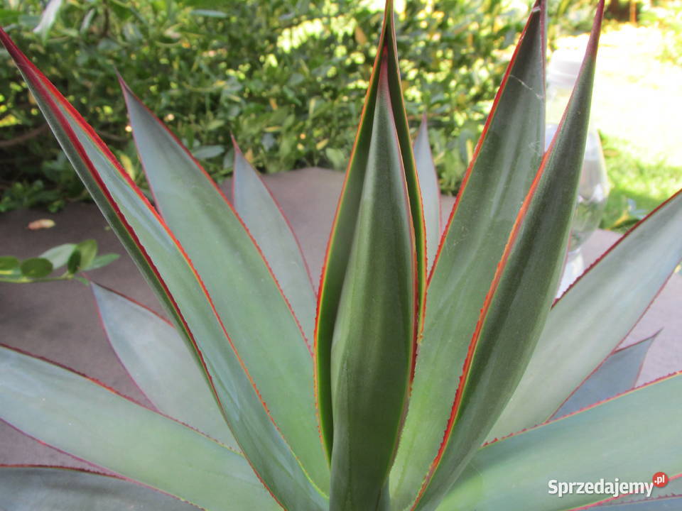 Prześliczna dorosła agawa z czerwonymi brzegami Kraków sprzedam