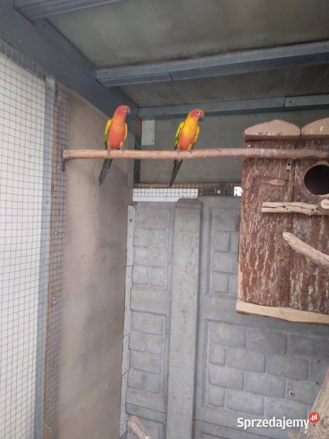 Konury słoneczne 23r