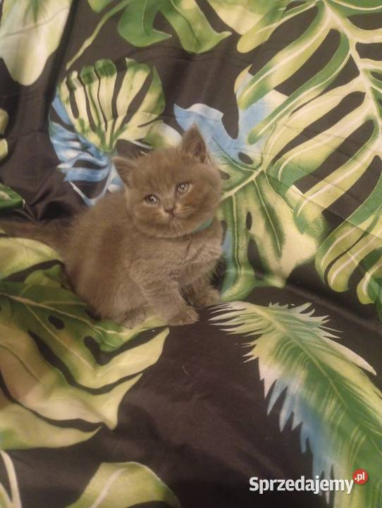 Kocięta brytyjskie liliowe i niebieskie małopolskie Proszowice