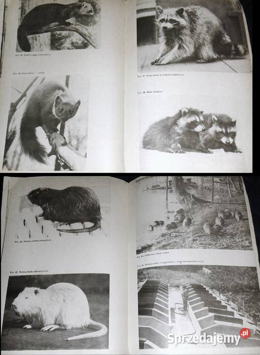 Hodowla zwierząt futerkowych Władysław Herman Chełm sprzedam