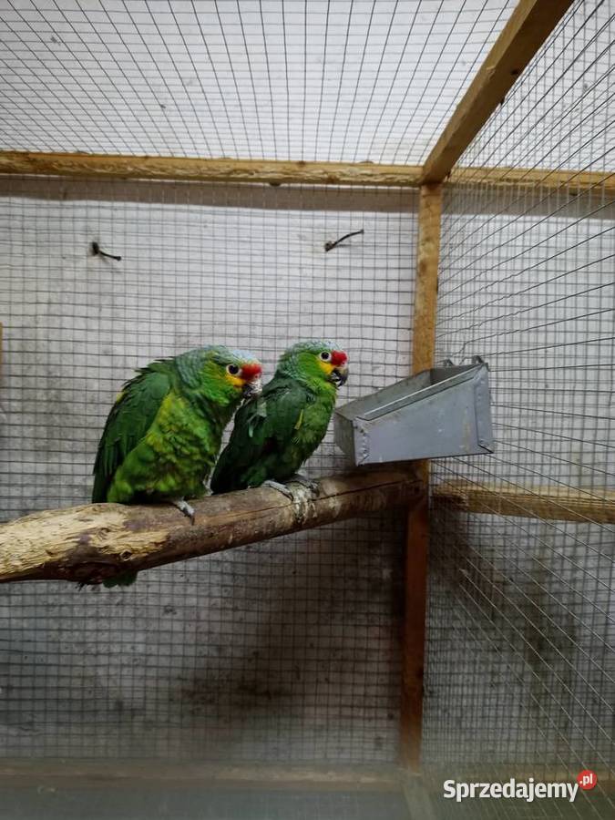 Amazonki Żółtolice Ptaki Rakoniewice