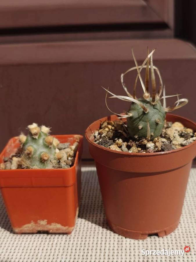 Tephrocactus molinensis T articulatus var Warszawa