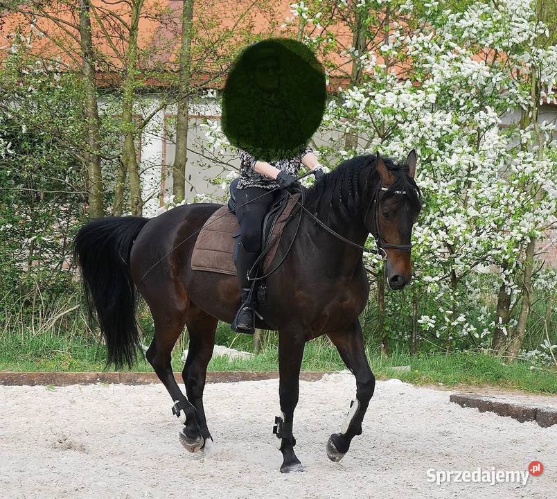 Walach do małego sportu Pruszków