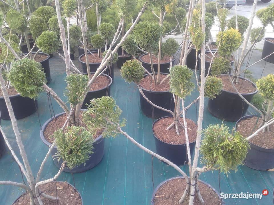 Drzewa Krzewy Rosliny Formowane Na Bonsai małopolskie Tarnów sprzedam