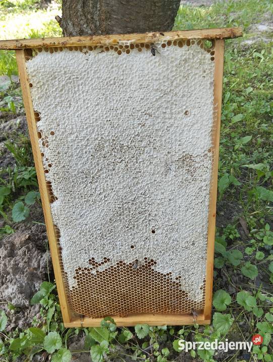 Miód Zamość i Roztocze Pasieka GardenQueen