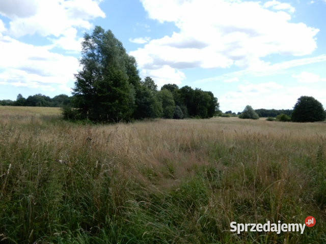 Syndyk sprzeda działki o numerze 10 281 2231 312 46400m2