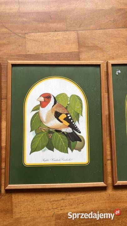 Obrazek z ptaszkiem do powieszenia W ramce Gdańsk