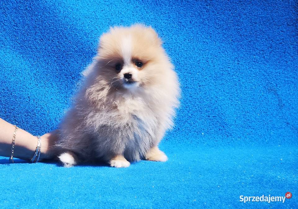 Szpic Miniaturowy Pomeranian sliczne szczenieta Gdańsk