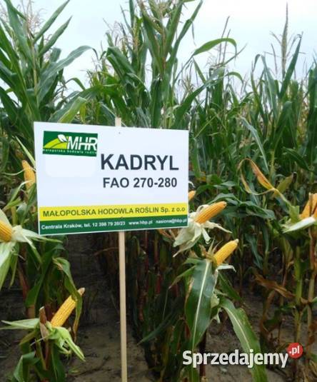 Nasiona kukurydzy KADRYL