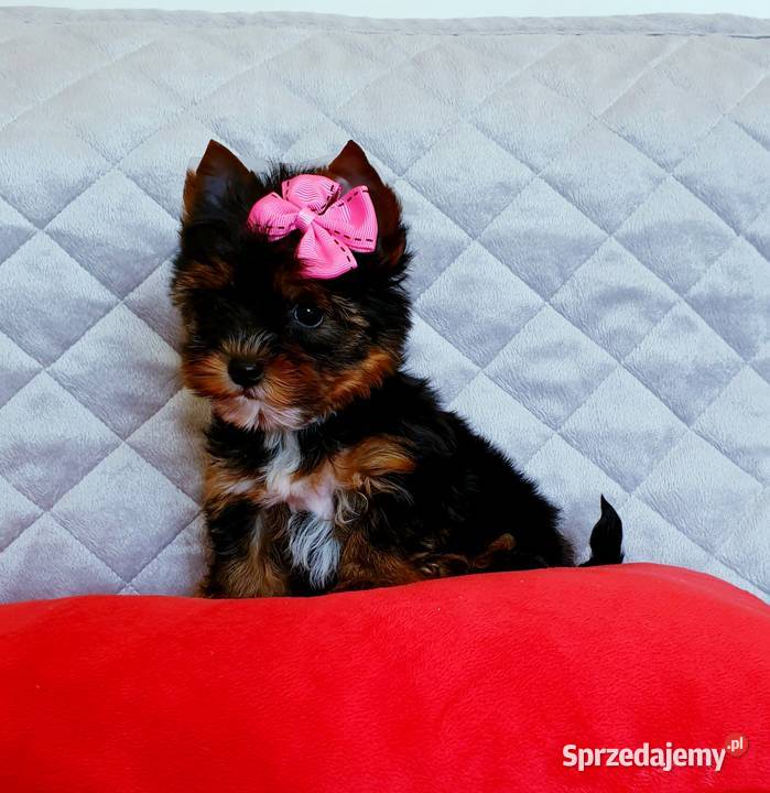 Śliczna mini suczka Yorkshire Terrier Carrier Do Orzesze