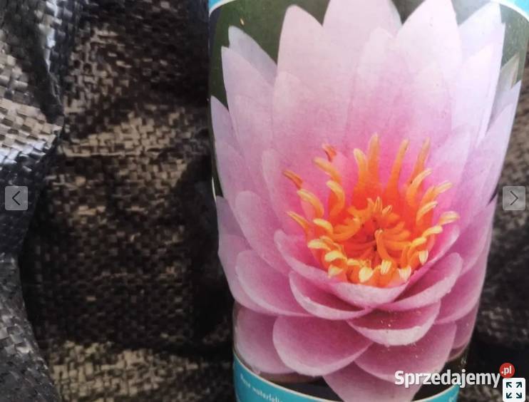 NYMPHAEA PUBESCENS HAIRY WATER LILY PINK WATER warmińsko-mazurskie Giżycko