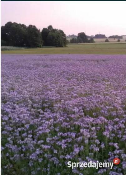 Facelia błękitna Bukowa