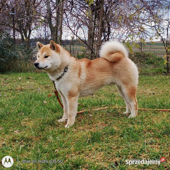 Shiba Inu czerwony przemiły piesek Bychawka Trzecia