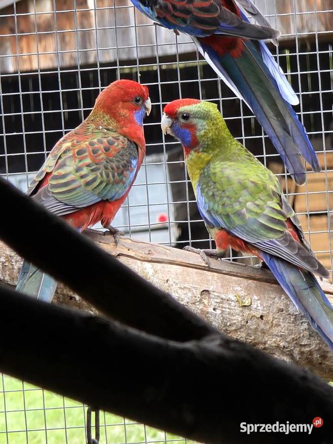 Papugi sprzedam małopolskie Proszowice