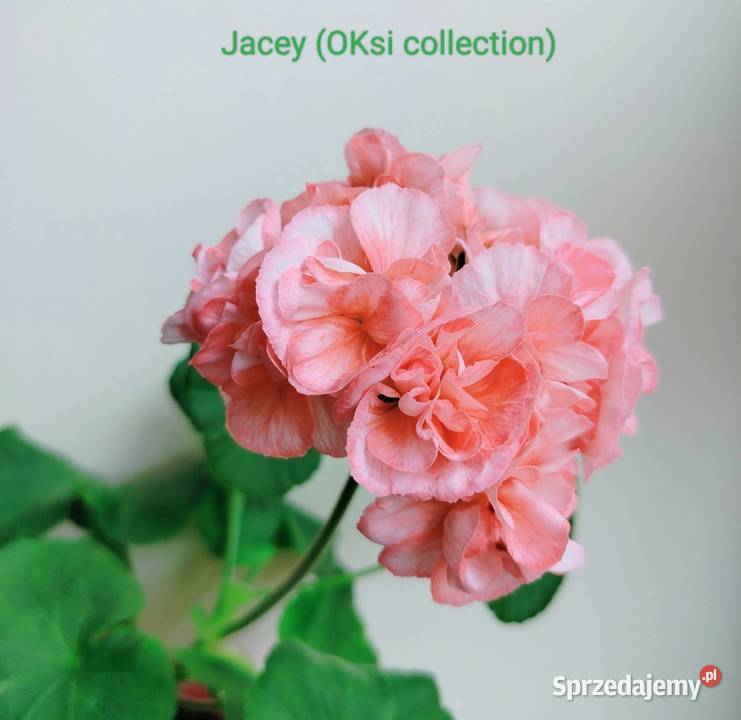 Sadzonki pelargonii kolekcjonerskie Koszalin