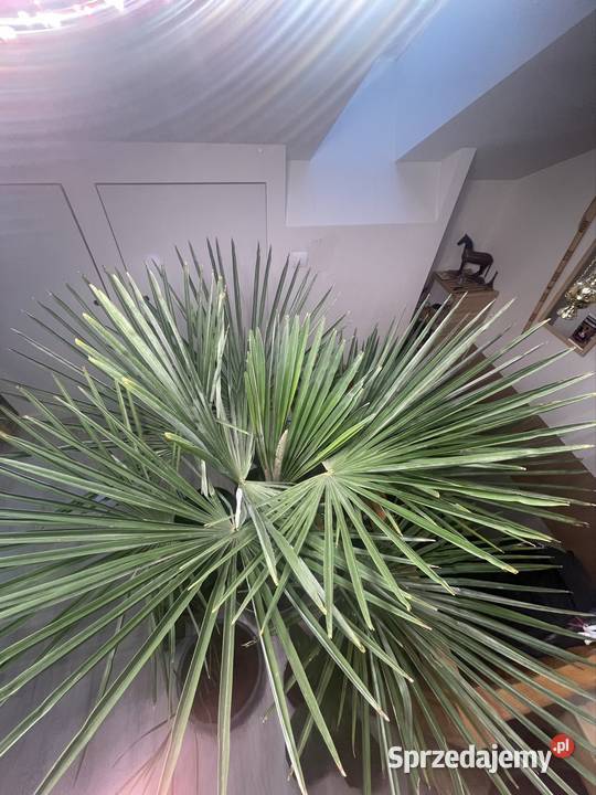 Trachycarpus fortunei 120 Roślina