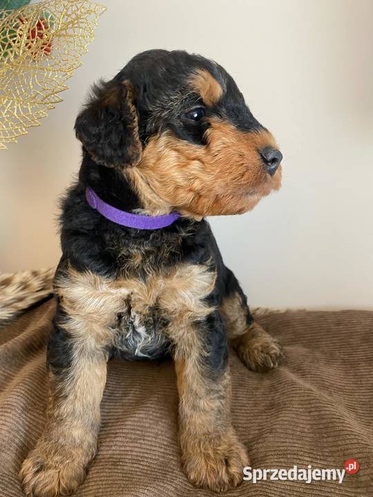 Szczenię Airedale Terrier Mogilno