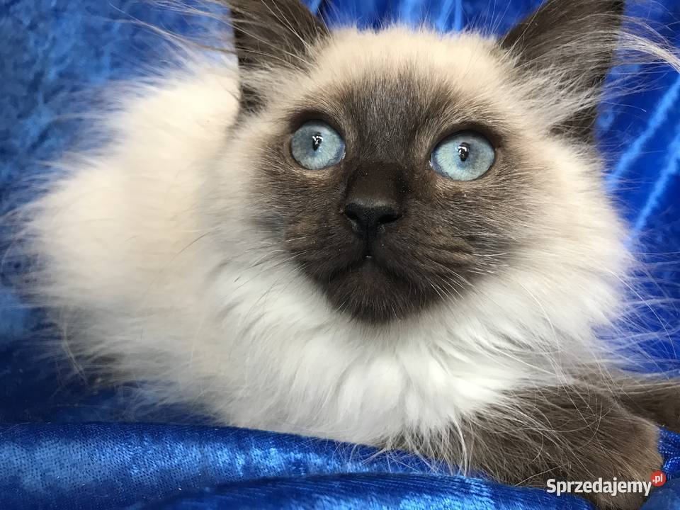 Rodowodowe kocięta Ragdoll opolskie Brzeg