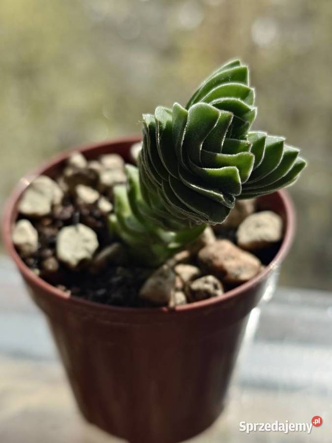 Crassula Kimnachi Buddhas Temple grubosz mazowieckie Warszawa sprzedam