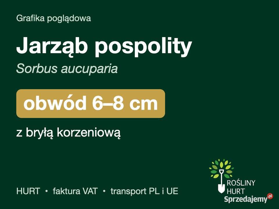 Jarząb pospolity Sorbus aucuparia obwód 68 z Liściaste sprzedam