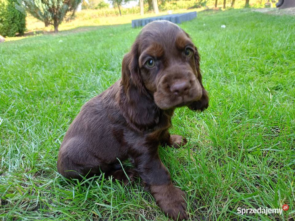 Cocer Spaniel Angielski Płock