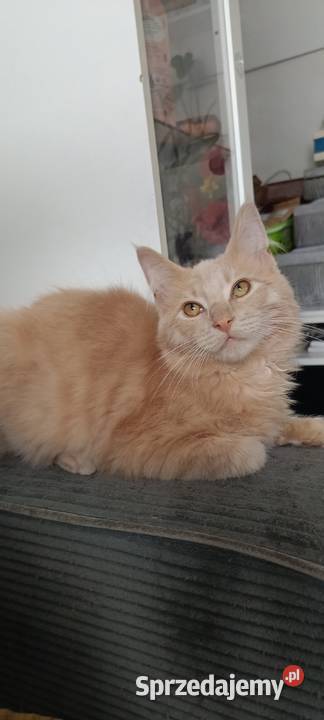 Gryzek Maine Coon Starogard Gdański