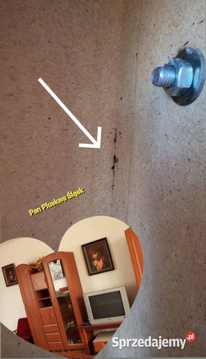 Pluskwa domowa zwalczanie pluskiew odpluskwianie śląskie Katowice