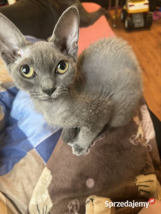 Kotka devon rex 15roku Łódź