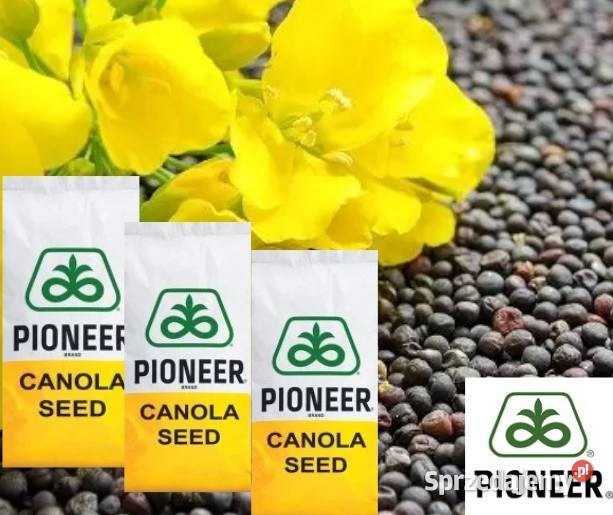 Nasiona rzepaku PIONEER PT331 NOWOŚĆ 2026 Sieradz