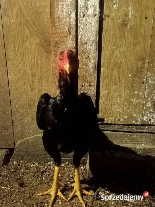 Kury ozdobne bojówce shamo Brusy