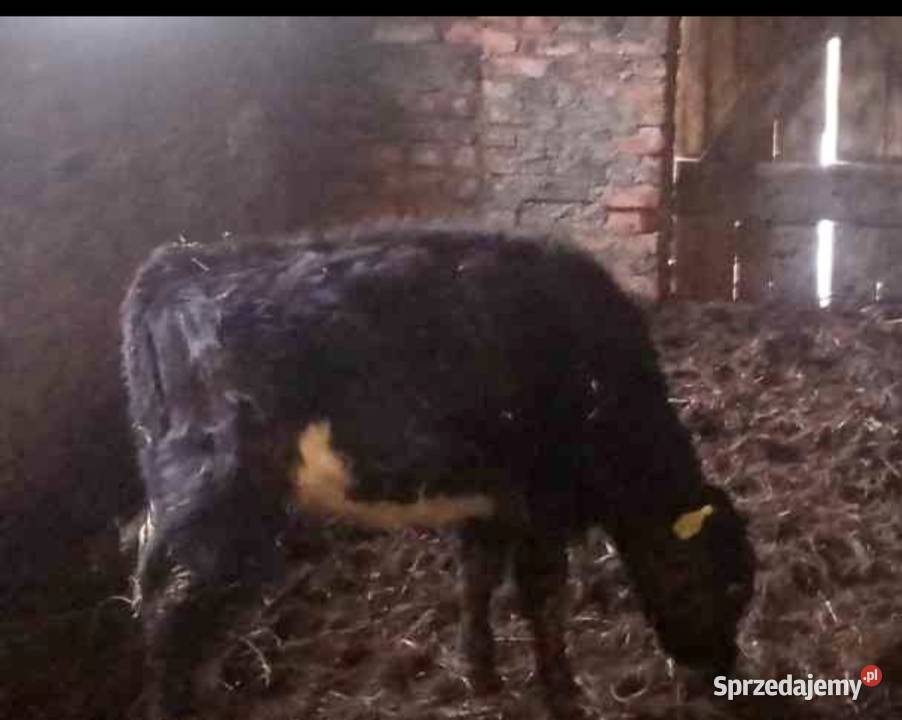 Cielaki Bydło Wilkasy sprzedam