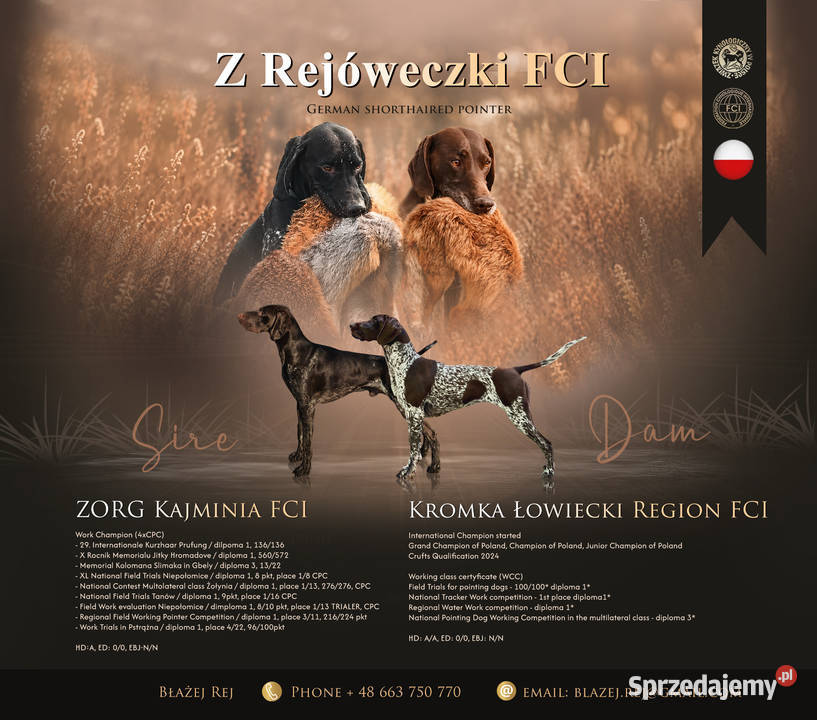 Wyżeł niemiecki krótkowłosy szczenię ZKwP FCI