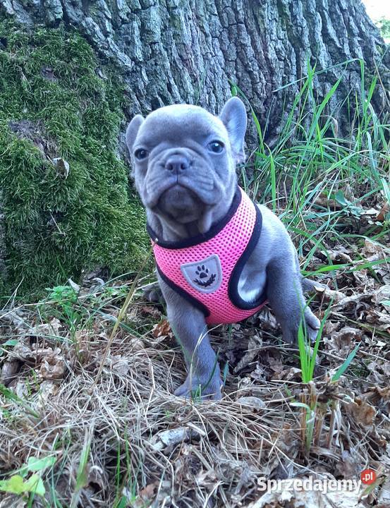 Buldog francuski suczka Buldog