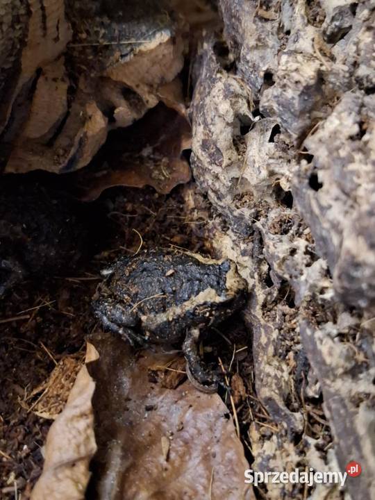 Termitówka indyjska Kaloula pulchra Kraków