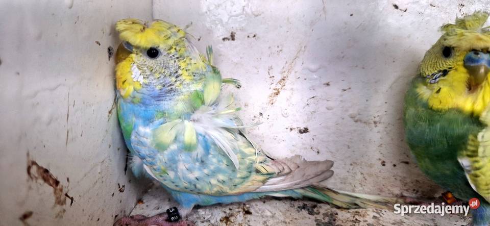 Papugi faliste helikoptery 2f Ptaki Radzewo