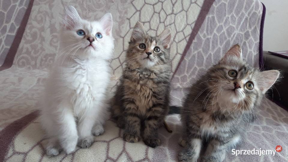 Koteczki Syberyjskie Miot L PZFWCF Sochaczew