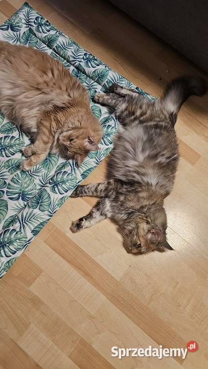 Maine Coon Starogard Gdański sprzedam