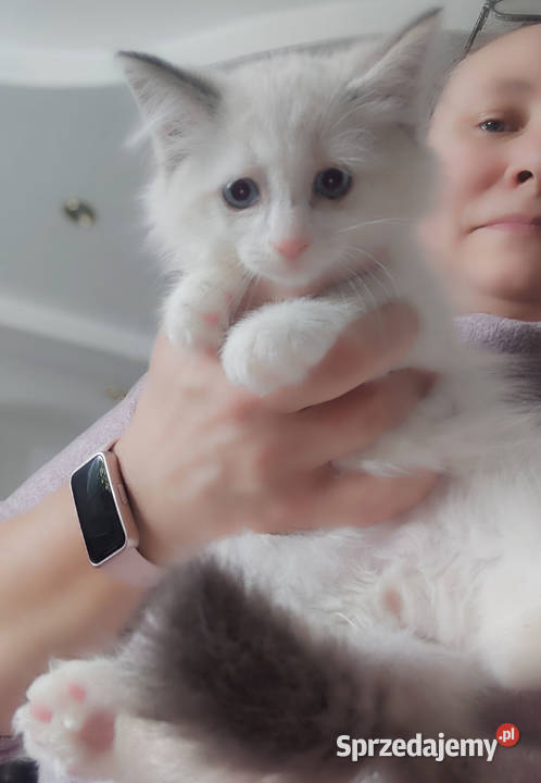 ZAZU Dumka śliczny kocurek syberyjski neva Warszawa