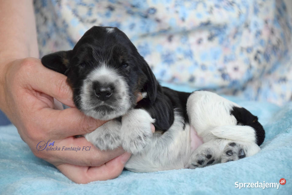 Cocker Spaniel Angielski szczenięta małopolskie