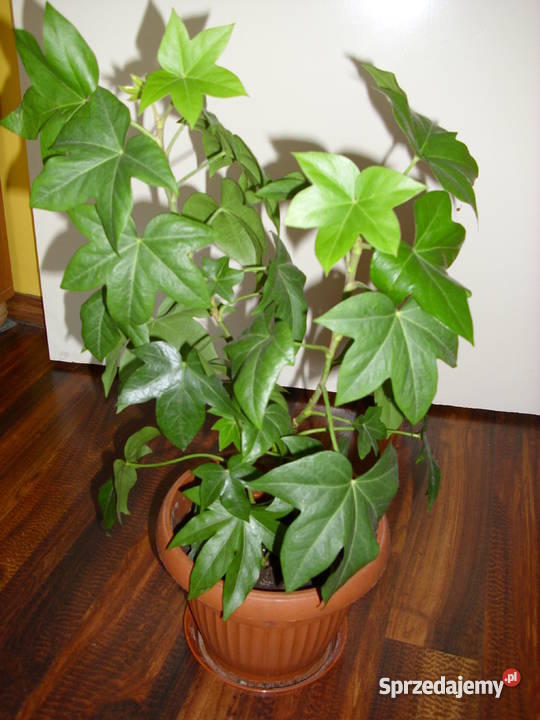 KWIATY DO SALONU NA BALKON CZY ALTANKI Kraków