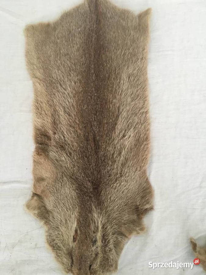 Sprzedam wyprawione skóry z nutrii Tarnów