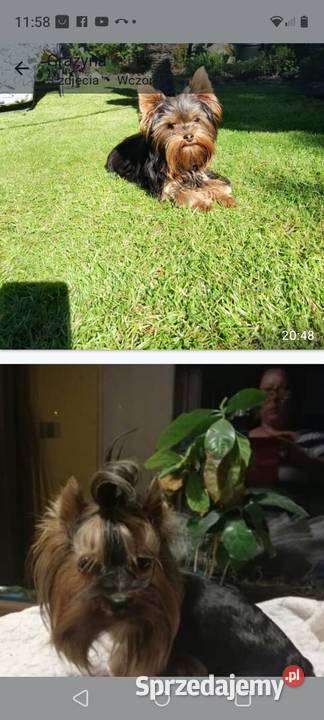 Sprzedam York shire Terrier York Tanowo