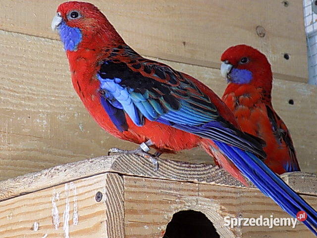 rozelle królewskie para mazowieckie Sarnaki